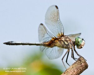 Blue Dasher male