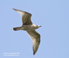 Herring Gull in flight 