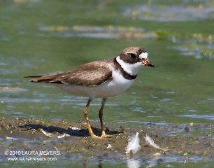 Semipalmated Plover