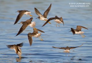 Greater Yellowlegs in flight
