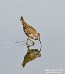 Greater Yellowlegs