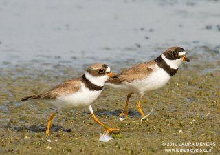 Semipalmated Plovers