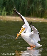 American White Pelican