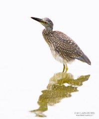 Yellow-crowned Night-heron 
