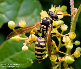 Aerial Yellow Jacket