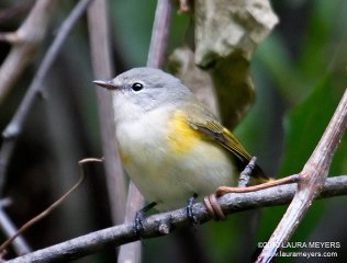 American Redstart female
