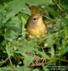 Common Yellowthroat Warbler