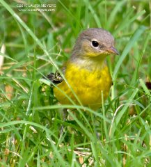 Magnolia Warbler