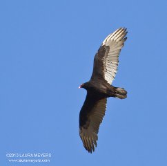 Turkey Vulture
