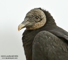 Black Vulture
