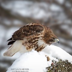 Red-tailed Hawk in snow