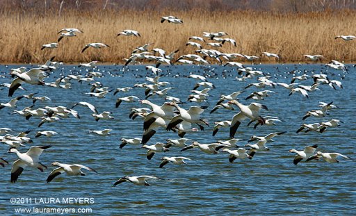 Snow Geese in flight