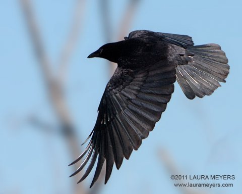 American Crow
