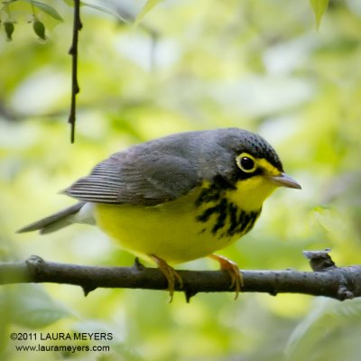 Canada Warbler
