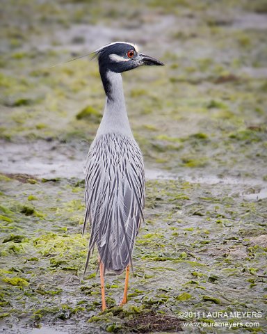 Yellow-crowned Night-heron