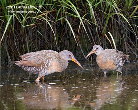 Clapper Rail 
