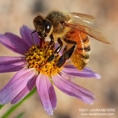 Honeybee