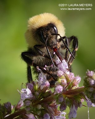 Bumble Bee 