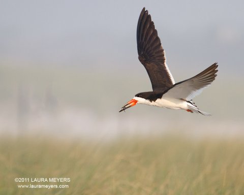 Black Skimmer in flight