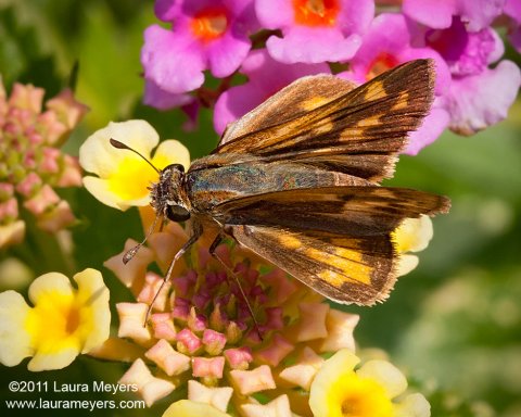 Long Dash Skipper Butterfly 