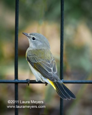 American Redstart