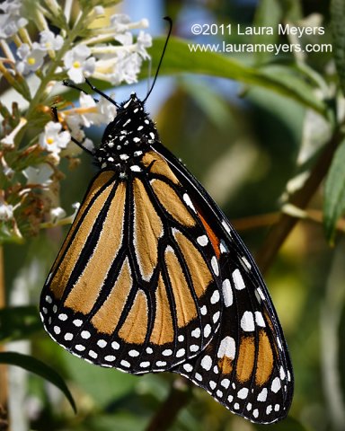 Monarch Butterfly