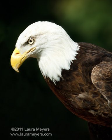 Bald Eagle 