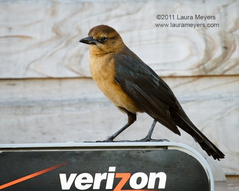 Boat-tailed Grackle female