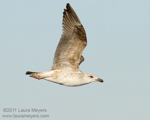 Herring Gull in flight Herring Gull in flight