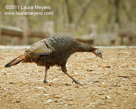Wild Turkey