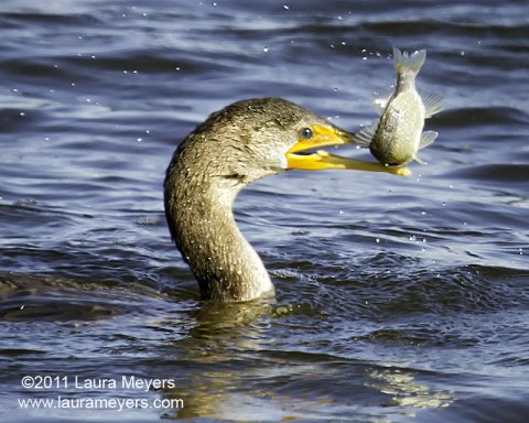 Double-crested Cormorant 