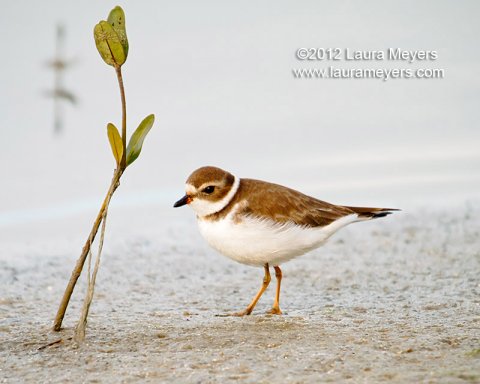 Semipalmated Plover Semipalmated Plover