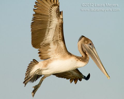 Brown Pelican Brown Pelican