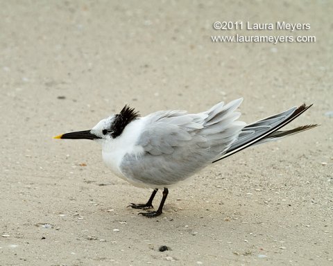 Sandwich Tern Sandwich Tern
