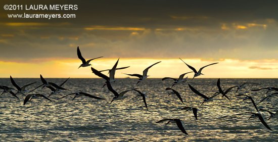 Black Skimmers in flight Black Skimmers in flight