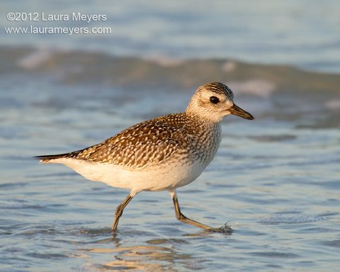 black-bellied_plover_fmb_8822 black-bellied_plover_fmb_8822