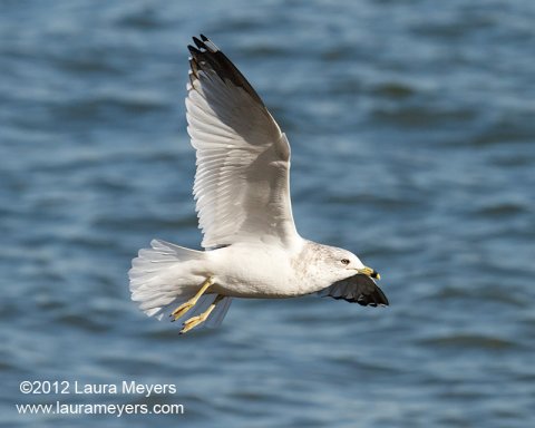 Ringed-bill Gull in flight Ringed-bill Gull in flight