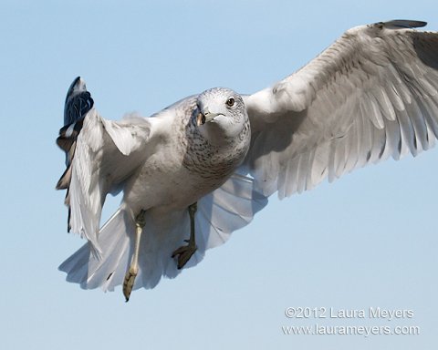 Gull in flight Gull in flight