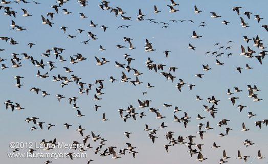 Brants in flight
