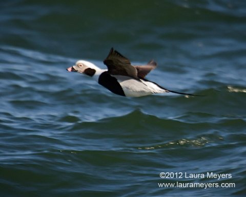 Long-tailed Duck