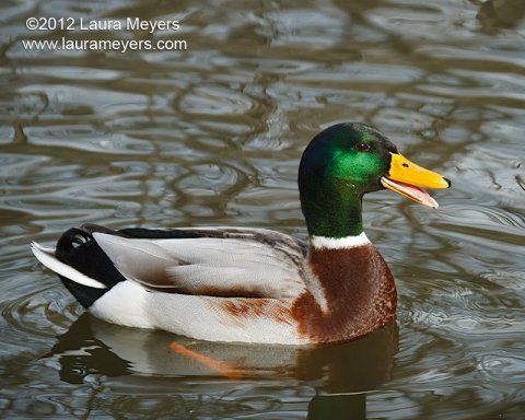 Mallard Duck male