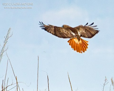 Red-tailed Hawk