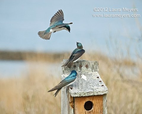 Tree Swallows