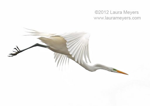 Great Egret in Flight