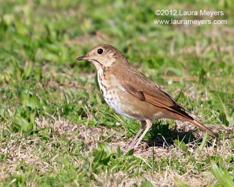 Hermit Thrush