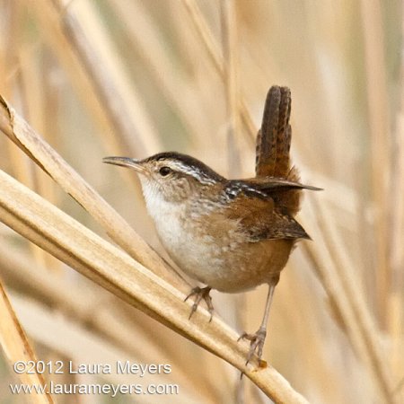 Marsh Wren