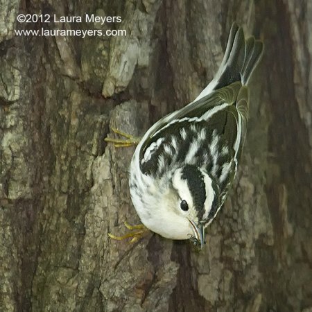 Black and White Warbler