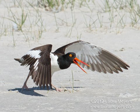 American Oystercatcher