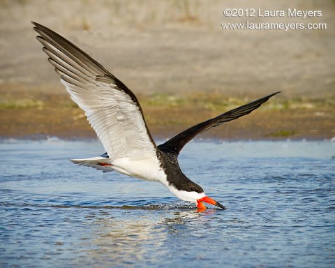Back Skimmer