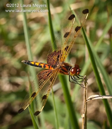 Calico Pennant Dragonfly Calico Pennant Dragonfly